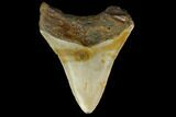 Fossil Megalodon Tooth - North Carolina #131574-2